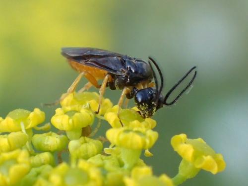 Sterictiphorinae